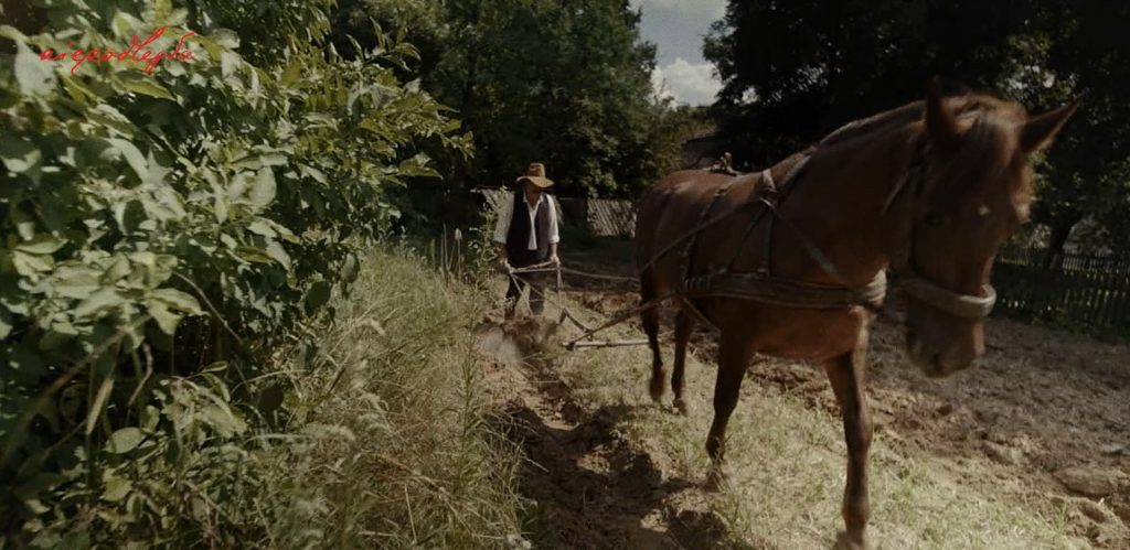mężczyzna z pługiem i koniem w polu