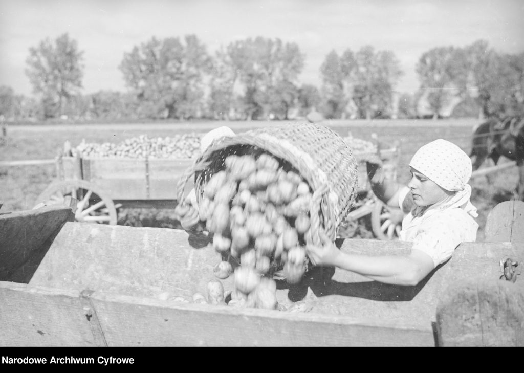 Dziewczyna wysypuje kartofle z kosza na wóz
