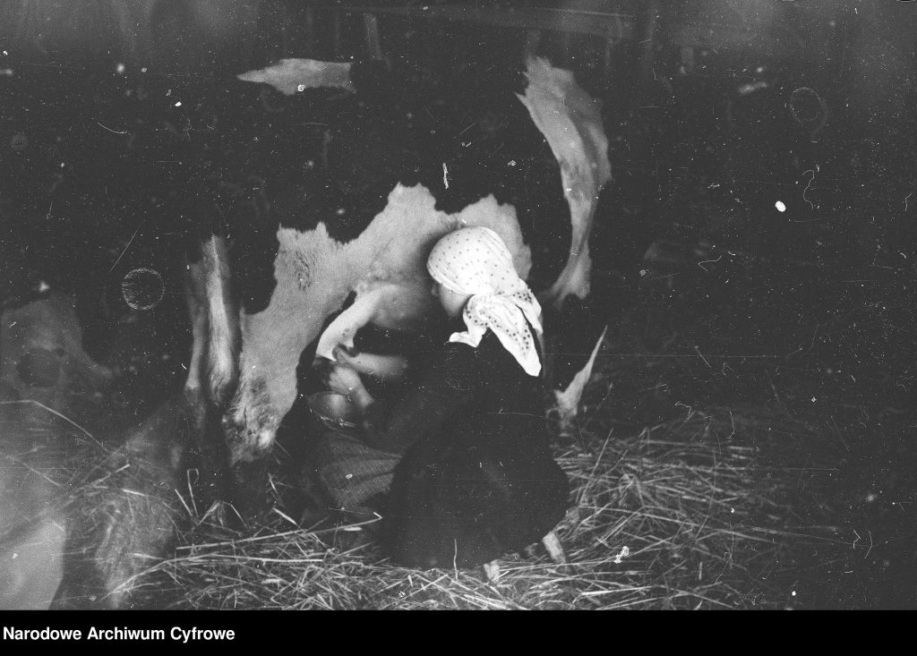 kobieta dojąca krowę