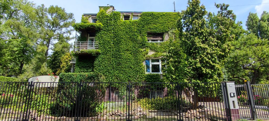 Obrośnięta bluszczem elewacja modernistycznego domu